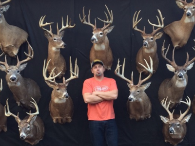 Whitetail display