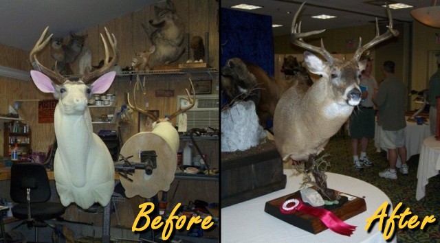 Before and After | Taxidermy