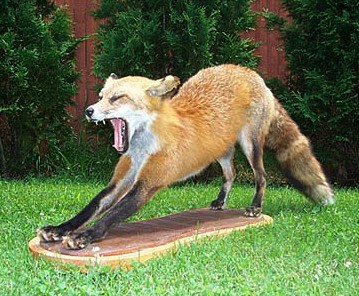 Taxidermy - Fox Stretching