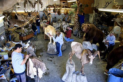 Northeast Taxidermy at work in their shop