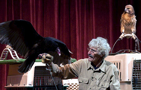 turkey vulture