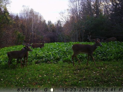 Deer food plot 