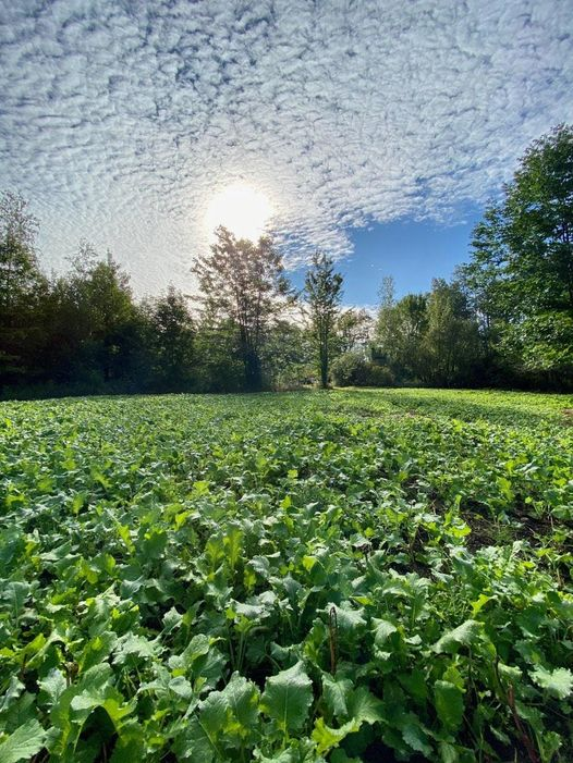 food plot