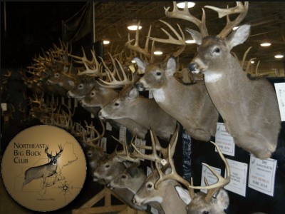 Big Buck Display