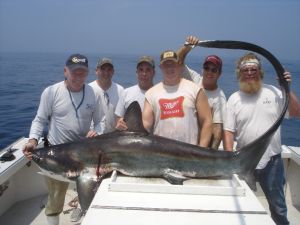 Thrasher Shark