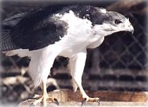 Talons03