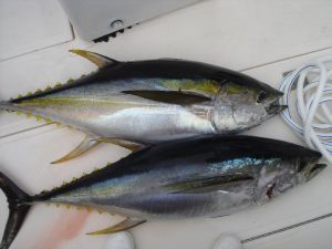 Tuna