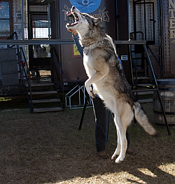 Wolves of the World Show