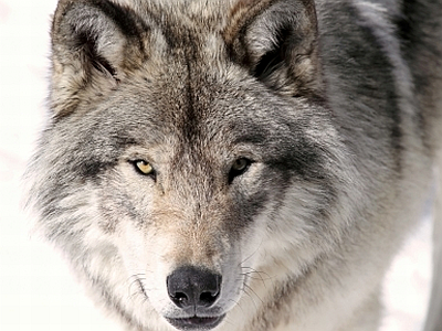 Wolves of the World