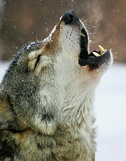 Wolf in nature