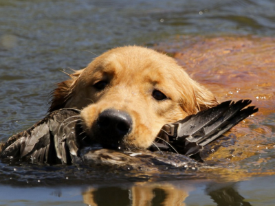 Retriever