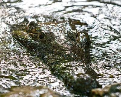 Crocodile