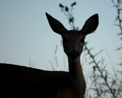 Young Deer