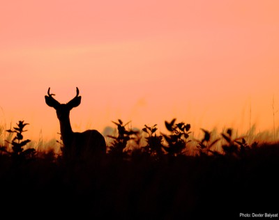 Deer at dusk