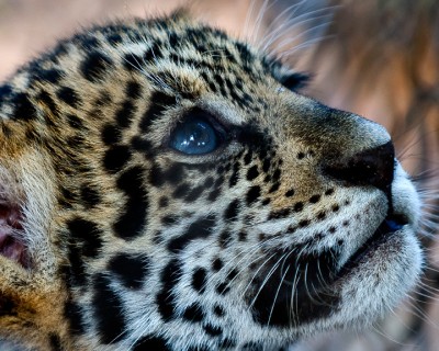 Lepord cub