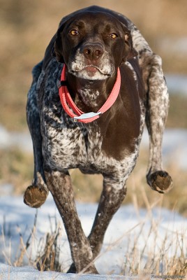 Gun dog Sofia sprinting