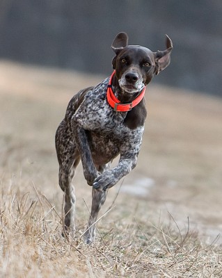 Gun dog Sofia working the field